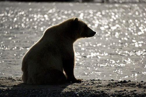 Our Resolutions for 2016 - Bear Necessities