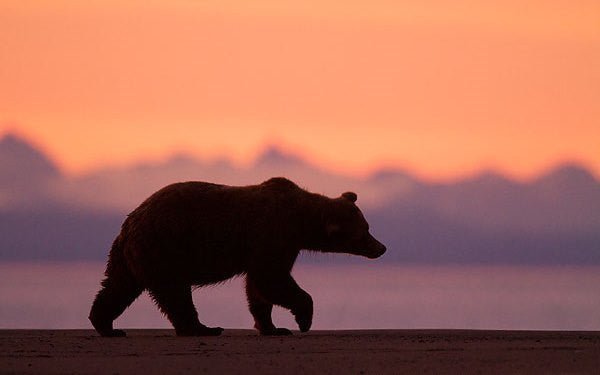 The Ethics of Our Leather - Bear Necessities